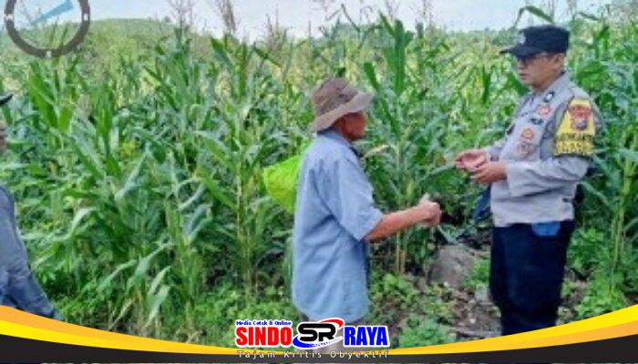 Pantau Lahan Jagung Petani, Polres Pasuruan Kawal Sukses Swasembada Pangan