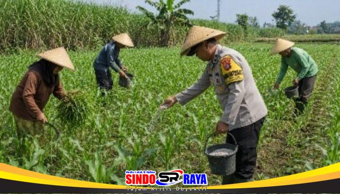 Pak Bhabin Penggerak Ketahanan Pangan, Dampingi Petani Jagung di Kota Malang