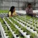 Bhabinkamtibmas Kedurus Dampingi Petani Hidroponik, Panen Kangkung Bantu Tingkatkan Ekonomi Warga