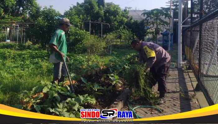Dukung Ketahanan Pangan, Bhabinkamtibmas Rungkut Kidul Sambangi Poktan