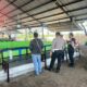 VIRAL, Tempat Sabung Ayam di Candi Sidoarjo, Sudah Ditertipkan Tapi Alibi Saja Modus