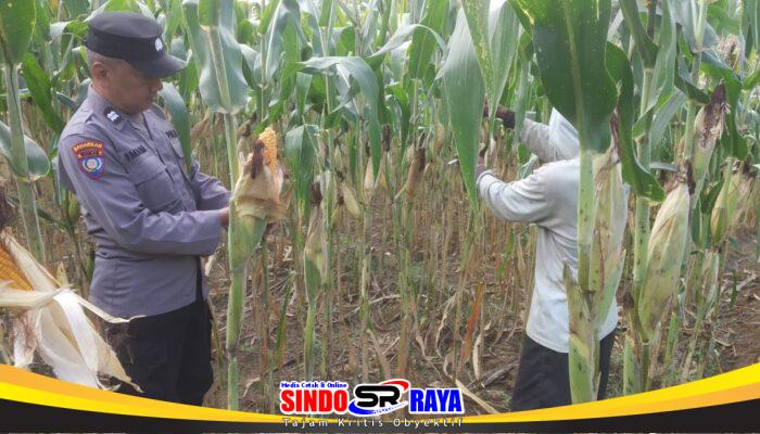 Bhabinkamtibmas Desa Dono Kecamatan Sendang mengawal penanaman Jagung di Desa binaan