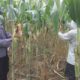 Bhabinkamtibmas Desa Dono Kecamatan Sendang mengawal penanaman Jagung di Desa binaan