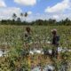 Babinsa Hadir di Tengah Petani, Dukun Produktivitas Kebun Tomat Warga
