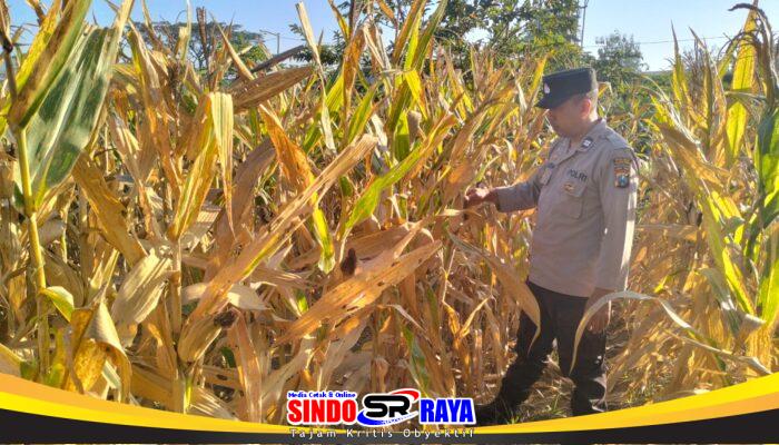 Demi menjaga hubungan Lebih Dekat dengan Petani kanit binmas polsek gondang terjun ke lapangan