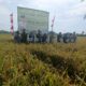 Pasiter Kodim 1208/Sambas Dampingi Wakil Bupati Sambas Hadiri Panen Padi di Desa Gelik