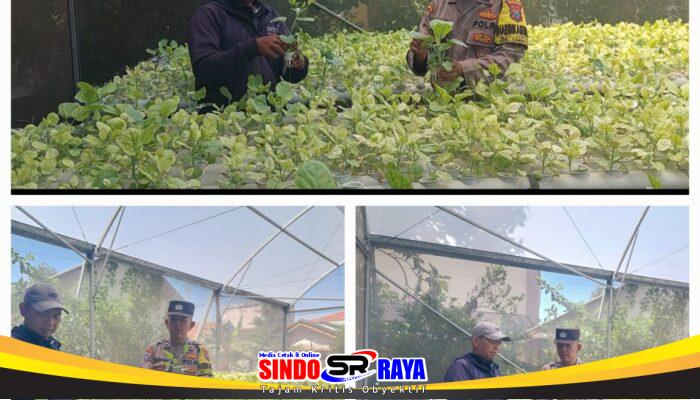 Polsek Lakarsantri Dukung Ketahanan Pangan Lewat Kebun Hidroponik Sawi di Lingkungan sekolah
