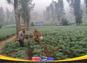 Bhabinkamtibmas Polsek Tosari Intensif Dampingi Petani Kentang Dukung Ketahanan Pangan Nasional