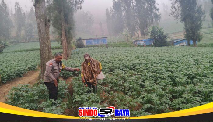 Bhabinkamtibmas Polsek Tosari Intensif Dampingi Petani Kentang Dukung Ketahanan Pangan Nasional