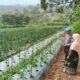 Bhabinkamtibmas Sambangi Lahan Cabai, Dukung Ketahanan Pangan Bersama Warga
