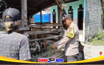 Pantauan Bhabinkamtibmas, Budidaya Kambing di Kauman Tunjukkan Perkembangan Positif