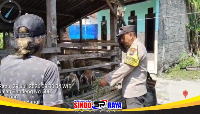 Pantauan Bhabinkamtibmas, Budidaya Kambing di Kauman Tunjukkan Perkembangan Positif