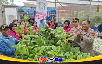Polsek Krembangan dan Bhayangkari Tanam-Panen Sawi Caisim serta Tebar Benih Lele