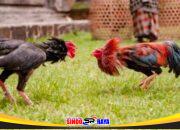 Usai Digerebek, Dugaan Judi Sabung Ayam di Sumberawan Malang Kembali Disorot